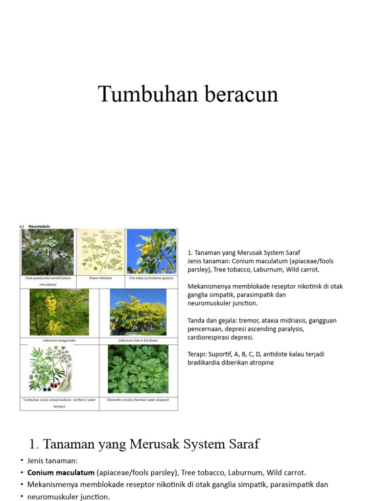 Gincu Berasaskan Tumbuhan Diperbuat daripada Benih Tumbuhan Amazon Beracun: Ciri dan Khasiatnya