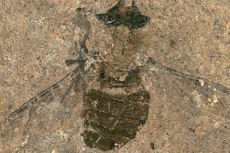 Topeng Daripada Abu Fosil Serangga Laut Tertua