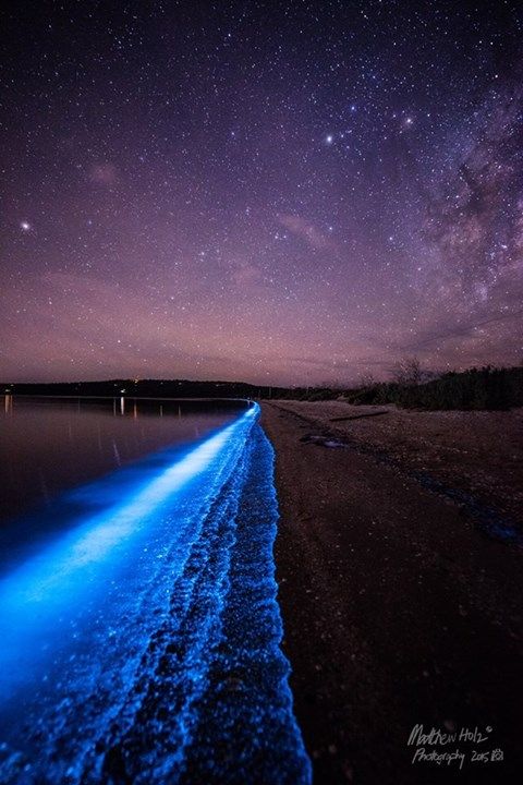 Pakaian Bercahaya Cacing Tanah Bioluminesen Tasmania: Misteri Alam yang Mengagumkan