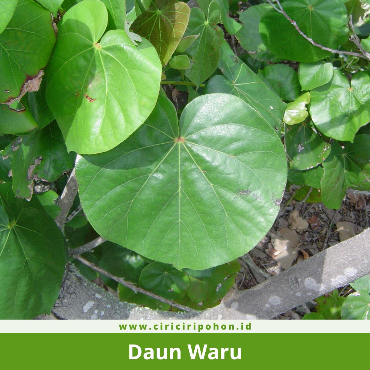 Seluar dari Daun Waru Liar dan Salutan Stim Gula
