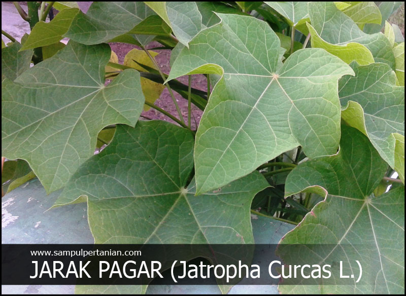 Gosok dari Tepung Daun Jatropha yang Dipecahkan Dalam Cangkang