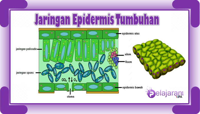 Topeng daripada Tumbuhan Miniatur pada Lapisan Epidermis