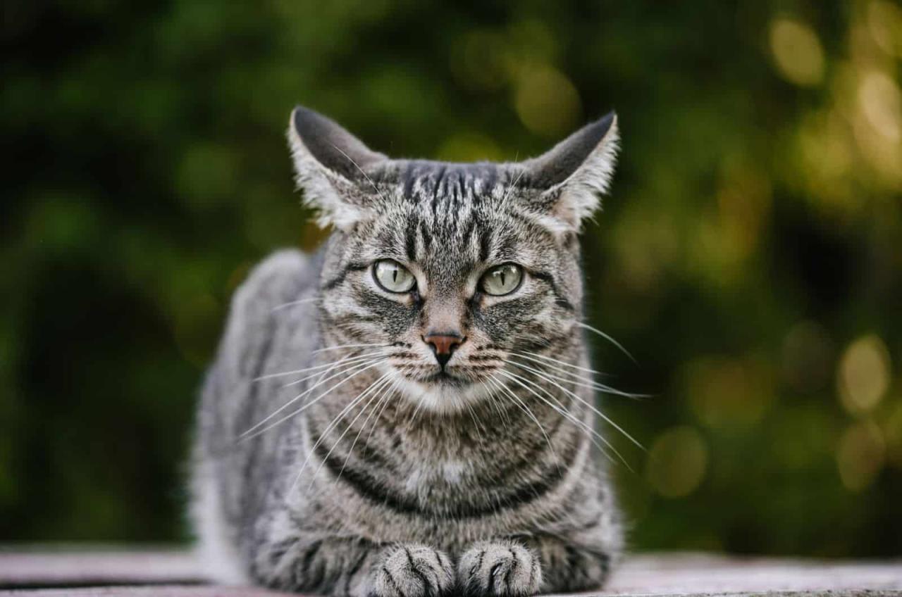 Cat Mesra Roo: Eksklusif dengan Pemantul Mikro yang Bersinar pada Roo Vision