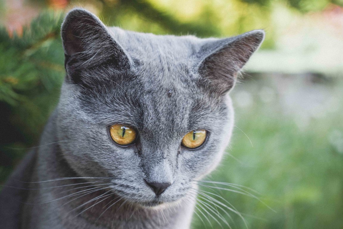 Cat Mesra Roo Dibenamkan Dengan Pemantul Mikro: Keterlihatan Malam yang Lebih Baik