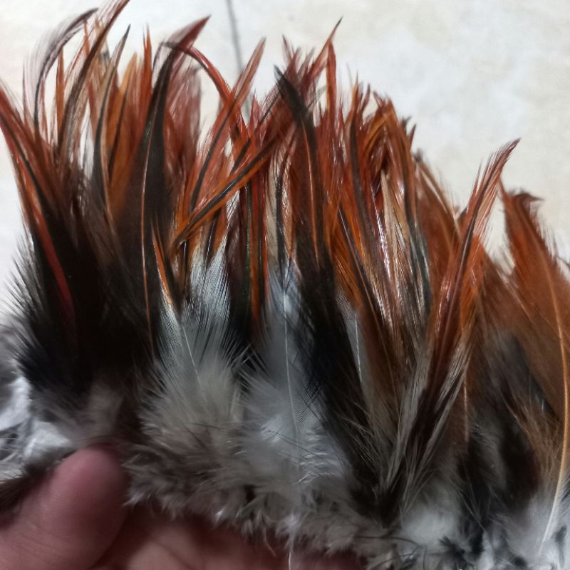 Pakaian Diperbuat daripada Bulu Ayam Gua Yang Hanya Bertelur Semasa Gerhana
