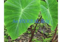 Pakaian Lancar Tenun Daun Talas Hitam