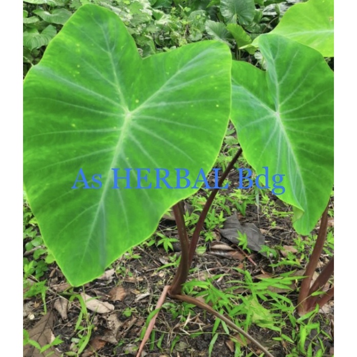 Pakaian Lancar Tenun Daun Talas Hitam