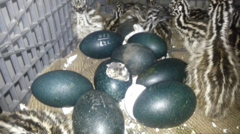 The Daihatsu Mira Turned Mobile Emu Egg Incubator: A Unique Solution for Emu Farmers