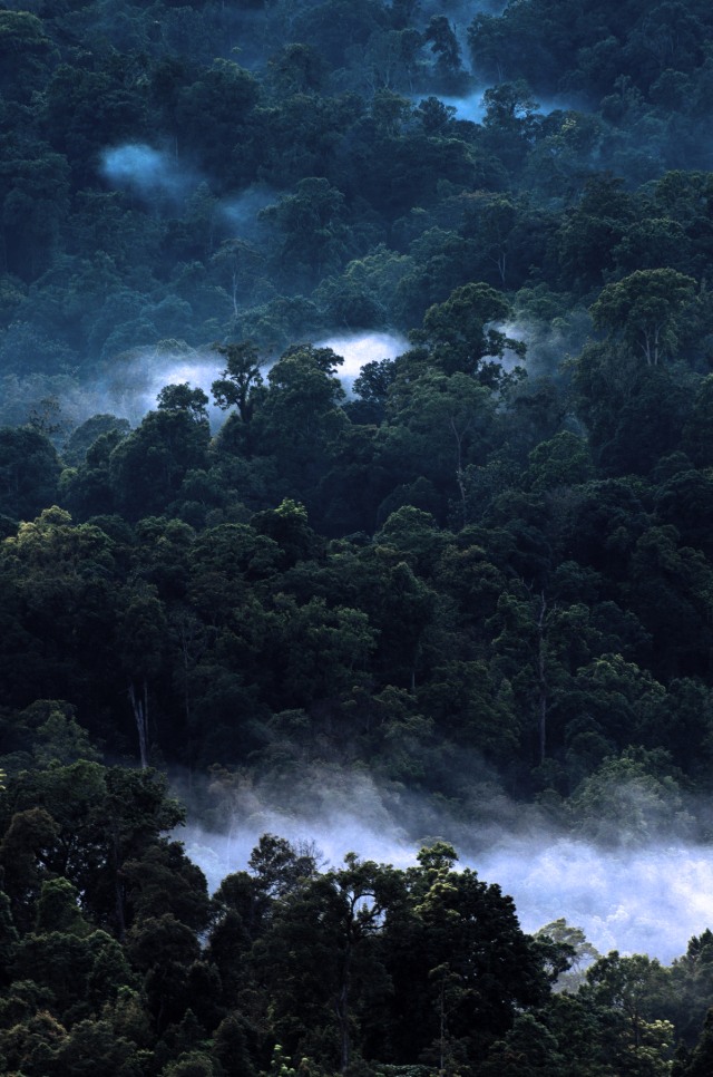 Topeng Kabut Malaikat di Gunung Halimun