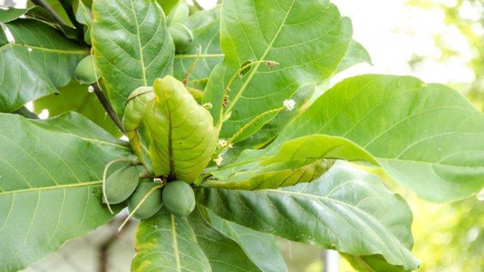 Masker Dari Batin Flakes Dan Gam Daun Ketapang: Solusi Semulajadi Untuk Kulit yang Baik