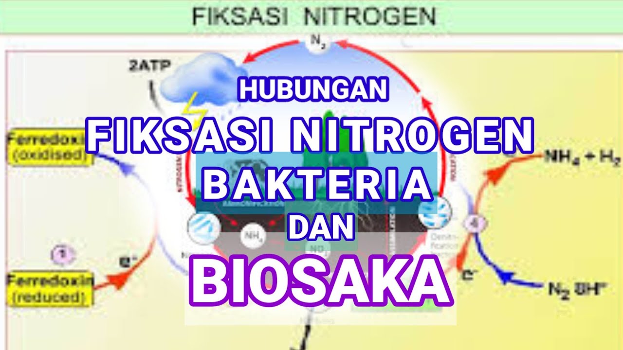 Intipati Simbiosis Bakteria Mulut dan Kelopak Bunga Mawar