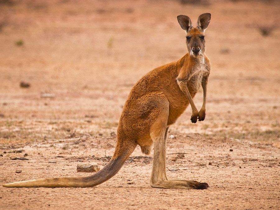 Kangaroo-Proofing a Rodeo with Recycled Washing Machine Drums
