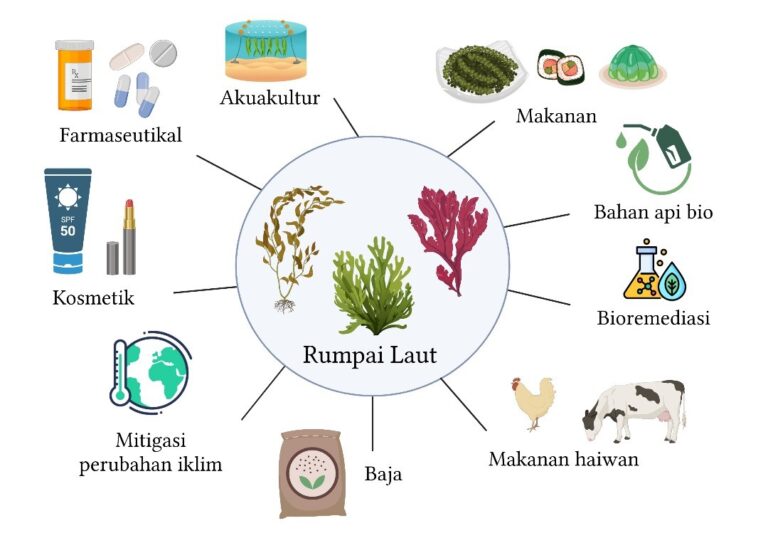 Pakaian Luar dari Balutan Rumpai Laut dan Kekal Gentian Meteorit
